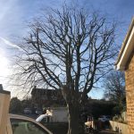 What is Tree Crown Thinning?