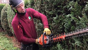 Hedge trimming in progress