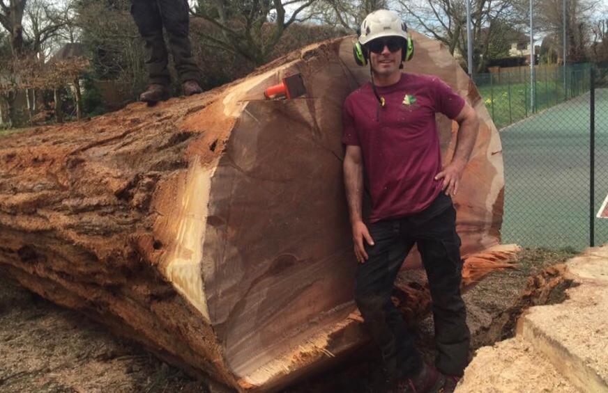 A member of the Broadleaf Tree Surgery team stands next to a felled tree