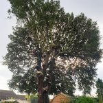 Holm Oak Tree Pollard in Maidstone - Progress