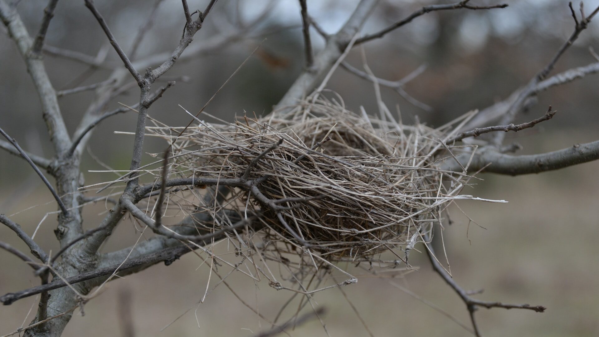 Bird Nest Bird Nest