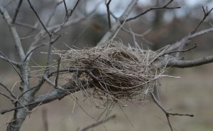 Bird Nest