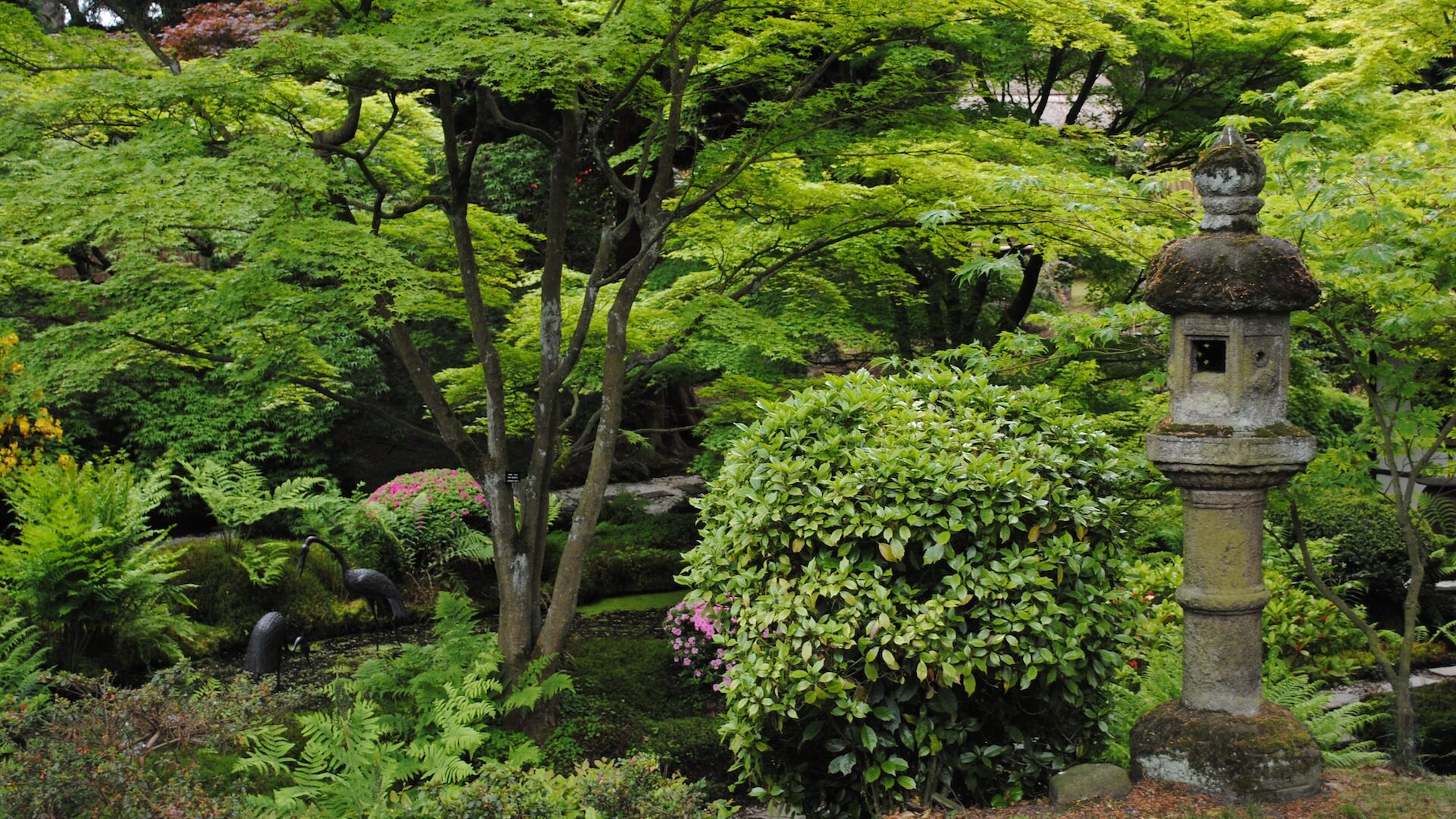 what is a tree survey what is a tree survey