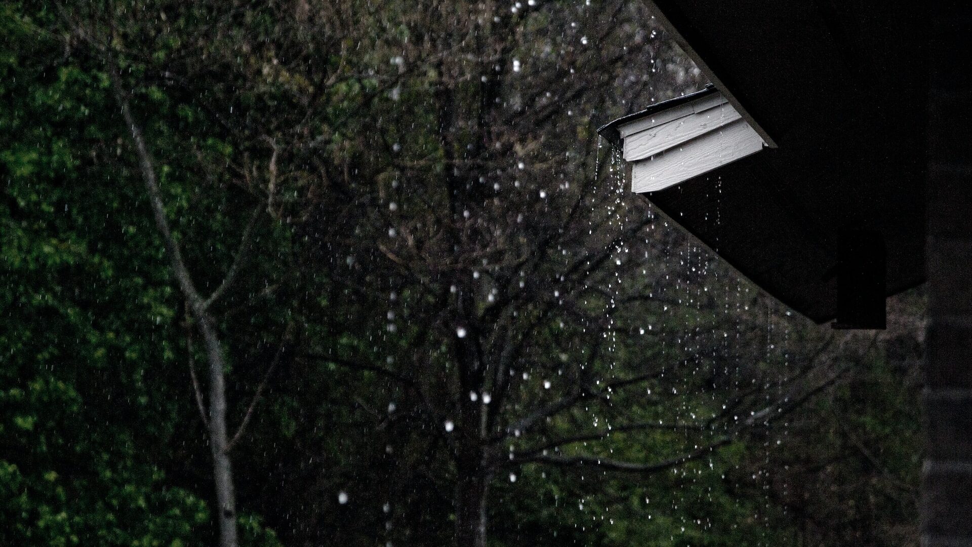 trees by a house in the rain trees in the rain
