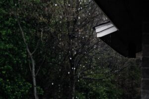 trees in the rain