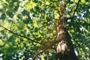 Tree in the summer time