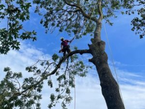 Ash tree removal in Tonbridge, Kent