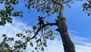 Tree Surgeon Medway, Kent