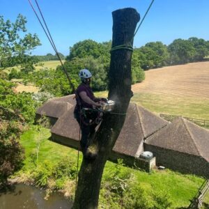 Tree Removal