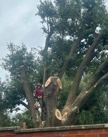 Removing Holm Oak Canopy