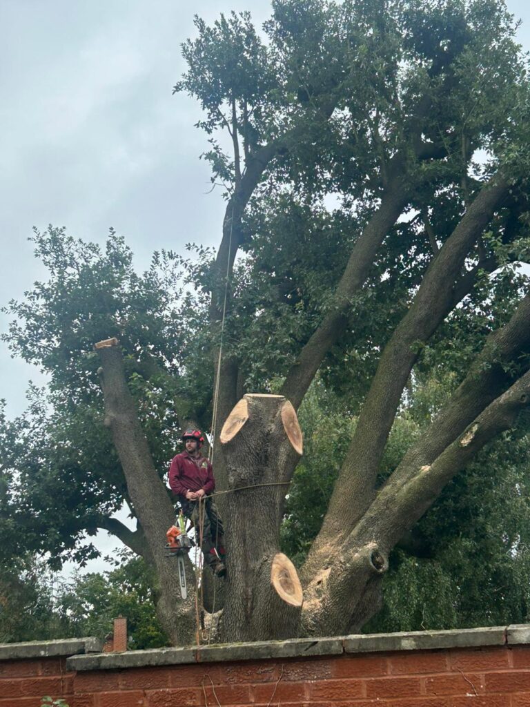 Removing Holm Oak Canopy