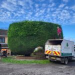 Hedge trimming Leylandii cypress