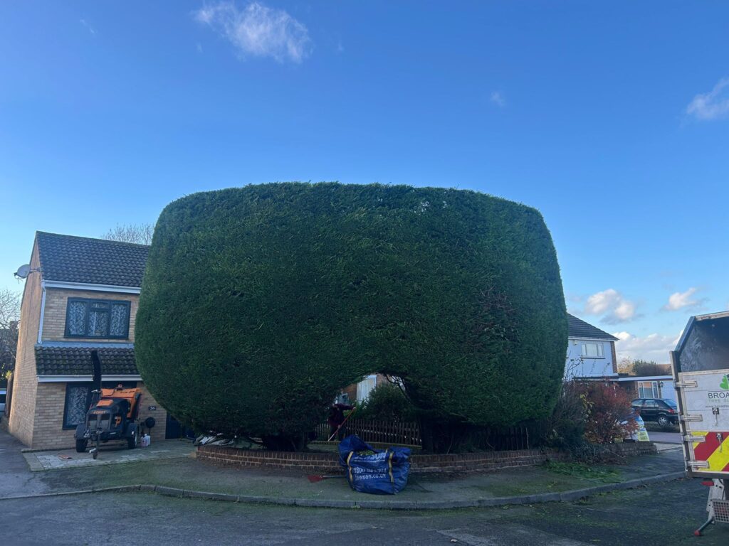 Hedge trimming maintenance leylandii cypress Meopham