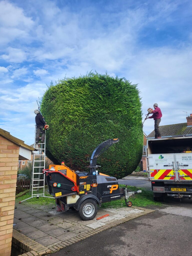 Broadleaf tree surgery carrying out hedge trimming service on large leylandii cypress
