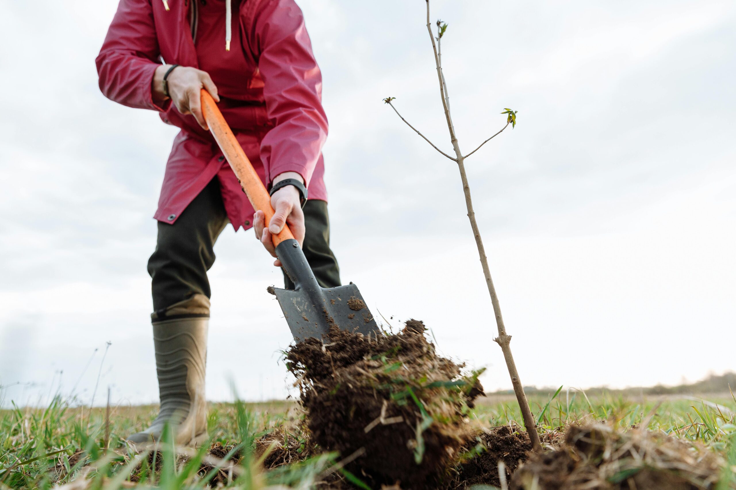Man demonstrating how to plant a tree
