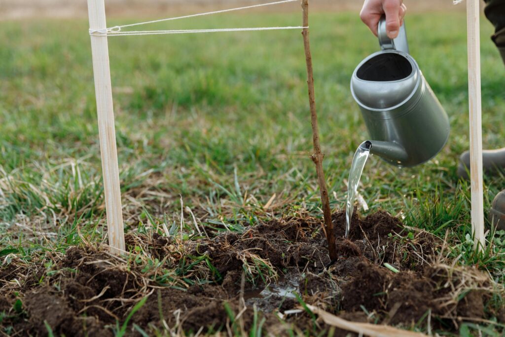 A person showing how to plant a tree