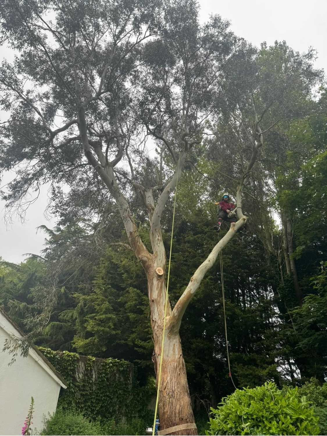 On-site tree work from Broadleaf Tree Surgery
