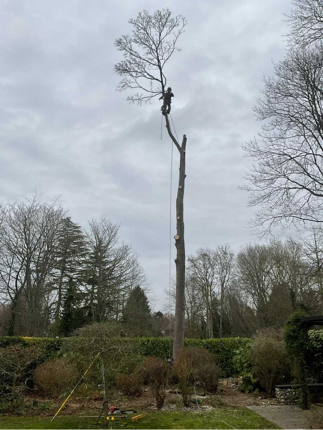 Teee work from Broadleaf Tree Surgery