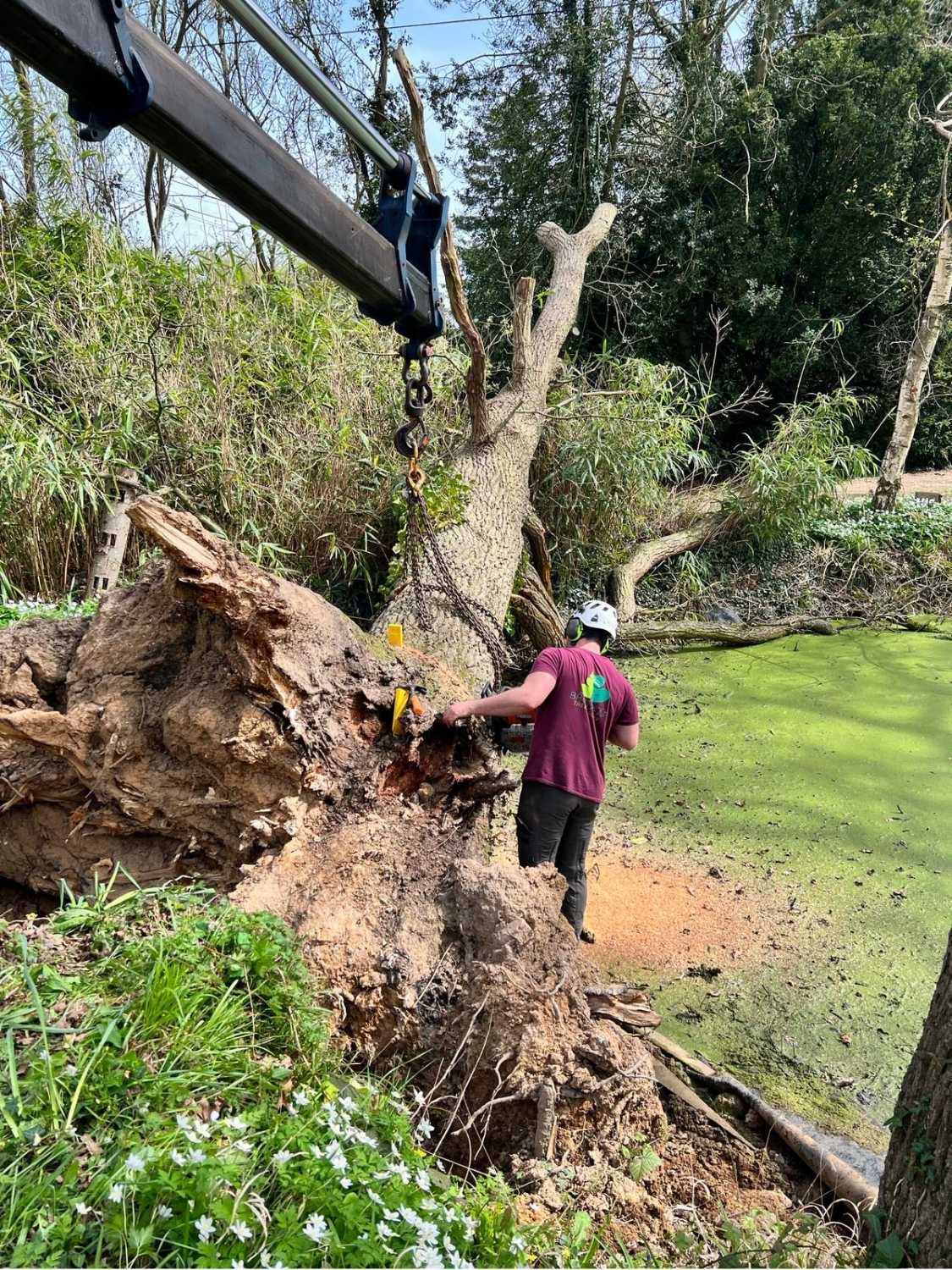 A tree surgeon supports a tree being felled