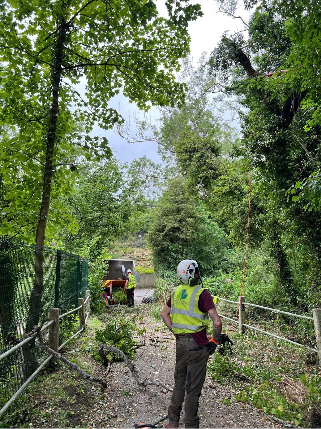 Tree surgeons look up at a canopy of trees