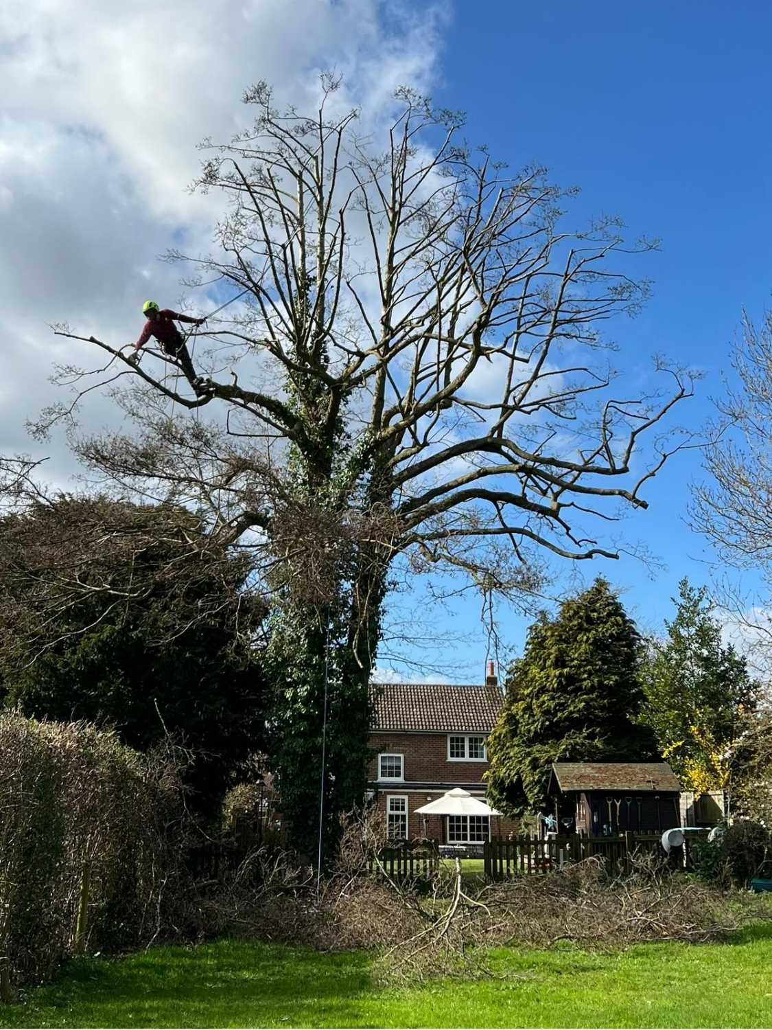 A tree being climbed by an on-site arborist