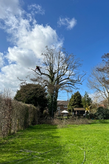 A tree worked on by Broadleaf Tree Surgery