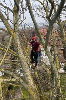 Broadleaf Tree Surgery arborists at work in a tree