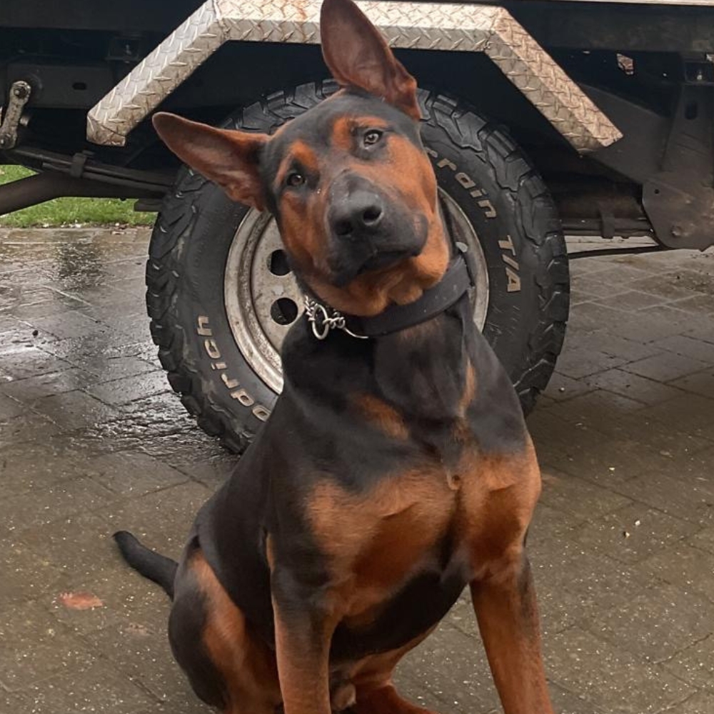 Hugo, the company mascot at Broadleaf Tree Surgery