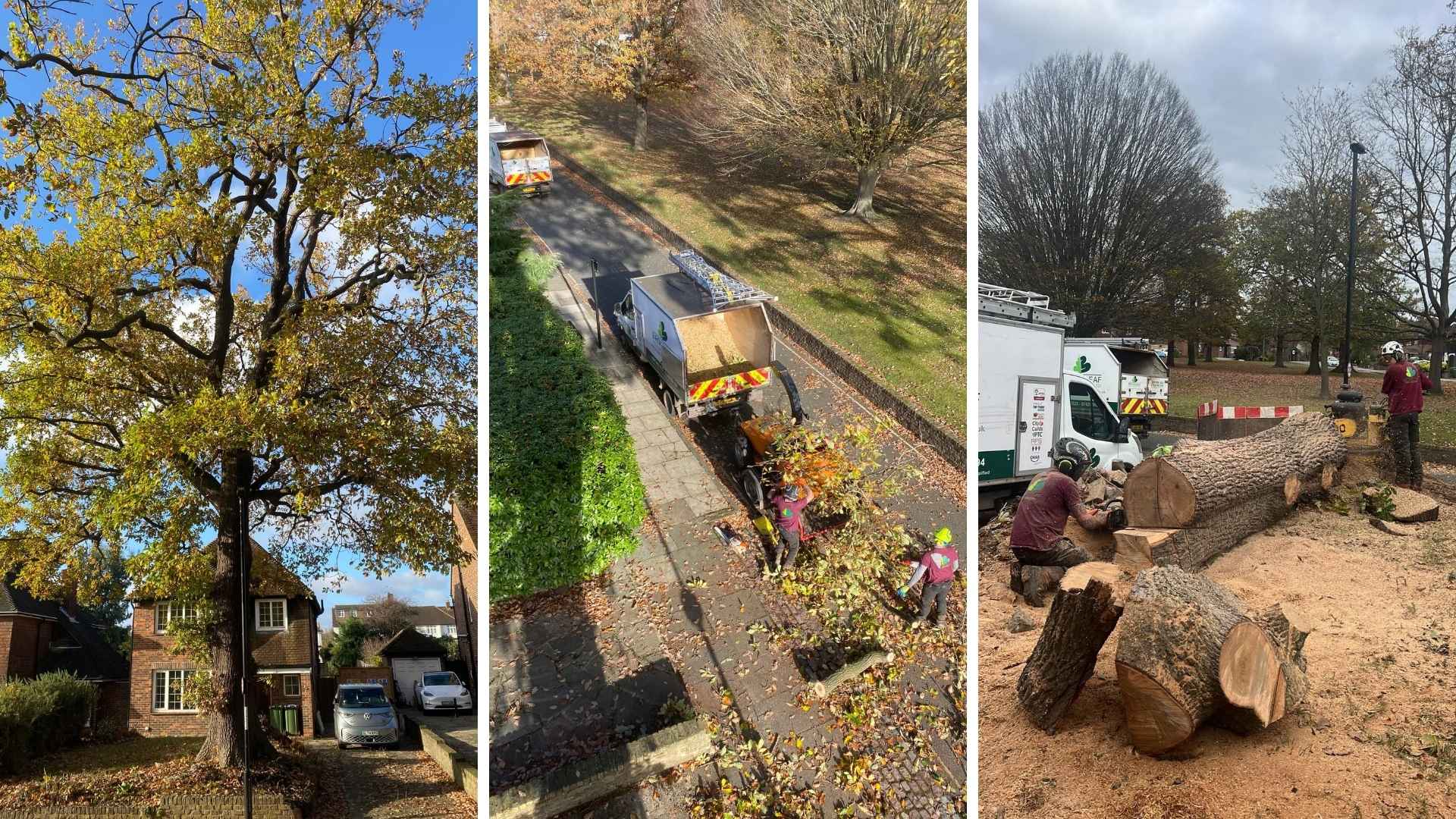 Montage of an oak tree removal