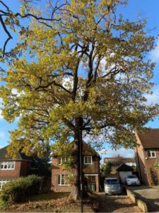 Oak tree removal step 1