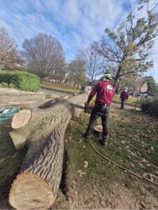 Oak tree removal step 10