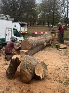 Oak tree removal step 11