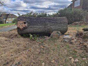 Oak tree removal step 12