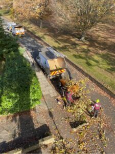 Oak tree removal step 2