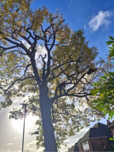 Oak tree removal step 3