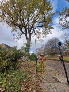 Oak tree removal step 4