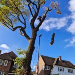 Oak tree removal step 5