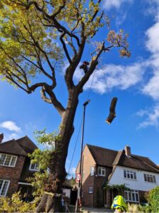 Oak tree removal step 5