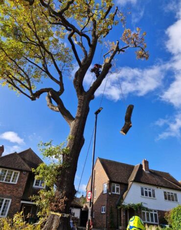 Oak tree removal step 5