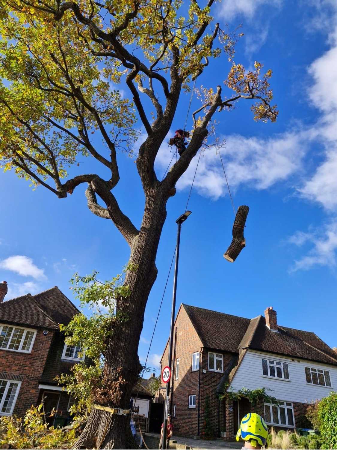 Oak tree removal step 5