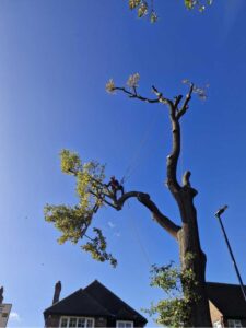 Oak tree removal step 6