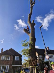Oak tree removal step 7