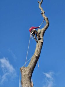 Oak tree removal step 8