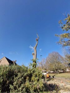 Oak tree removal step 9