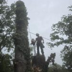 Dead Oak Tree Reduction in Headcorn, Kent