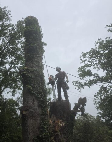 Dead Oak Reduction Headcorn (10)