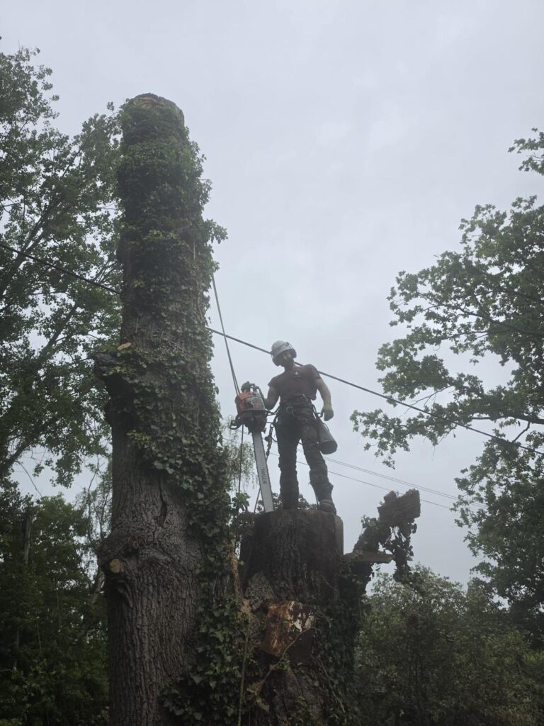 Dead Oak Reduction Headcorn (10)