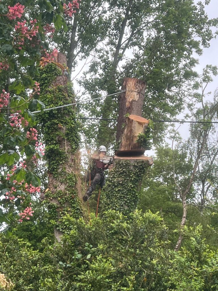 Dead Oak Reduction Headcorn (2)