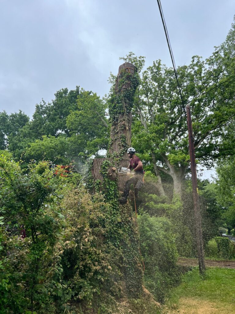 Dead Oak Reduction Headcorn (4)
