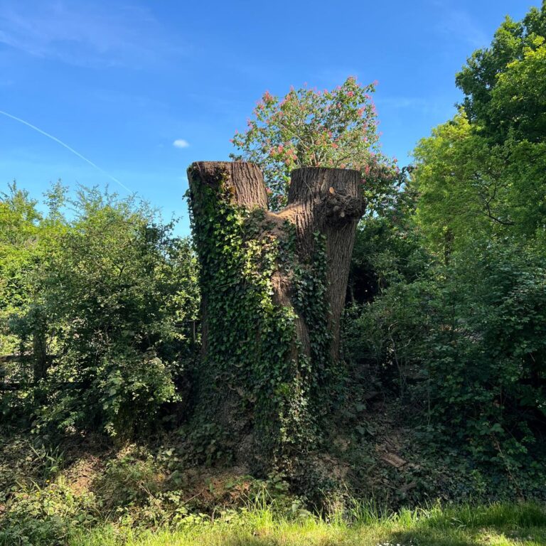 Completed dead oak tree reduction in Headcorn, Kent
